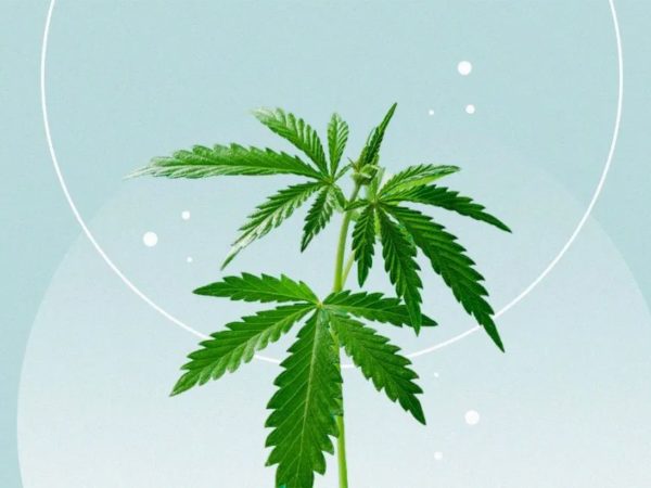CBD marketing tactics in 2022: what should you know?