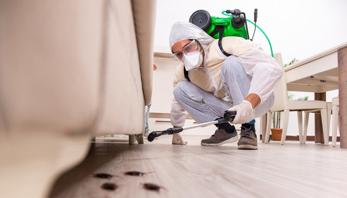 Benefits of Professional Pest Control and Why You Need Them 