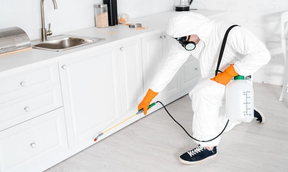 The Best Way to furniture pest control