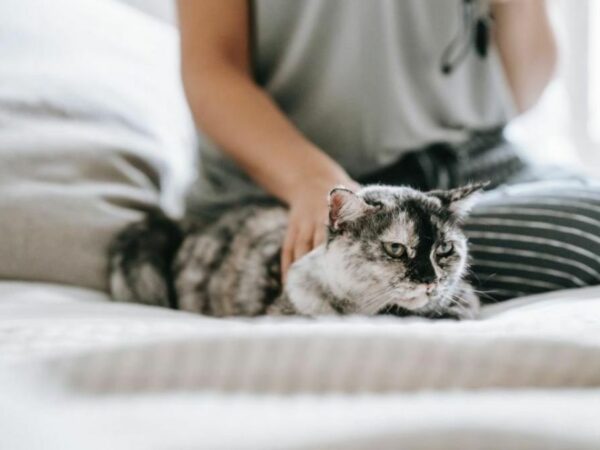 15 Ways to Make Your Cat’s Weekend Special