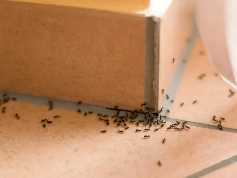 Ant Elimination: What Method is the Most Effective When Dealing with Ants