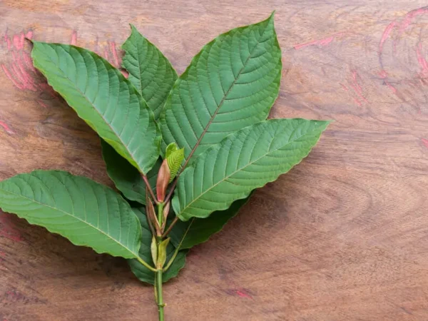 White Malay Kratom: Everything You Need to Know