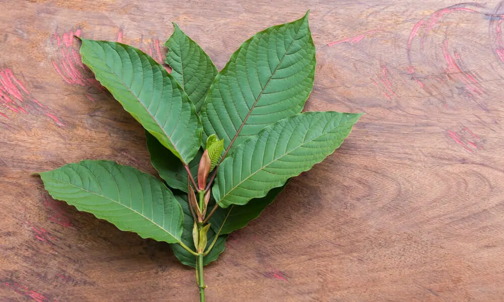 White Malay Kratom: Everything You Need to Know