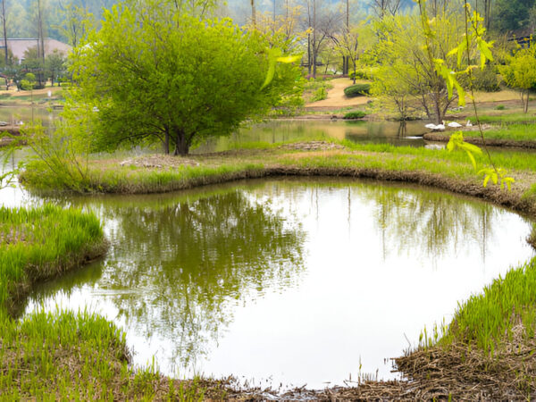Aerating Your Pond for a Healthier Ecosystem