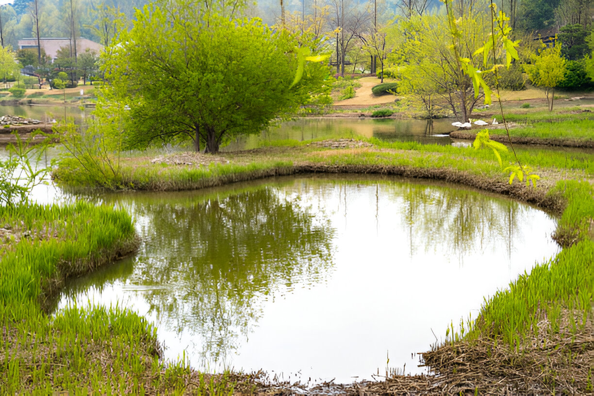 Aerating Your Pond for a Healthier Ecosystem